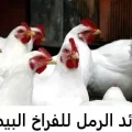 فوائد الرمل للفراخ البيضاء