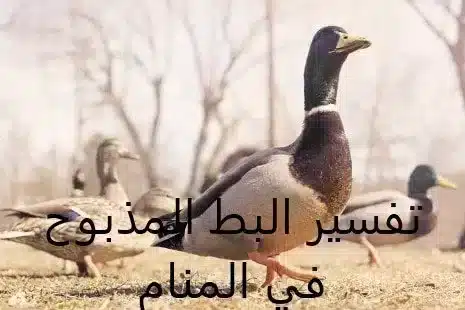 تفسير البط المذبوح في المنام