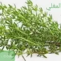 فوائد الزعتر المغلي الصحية