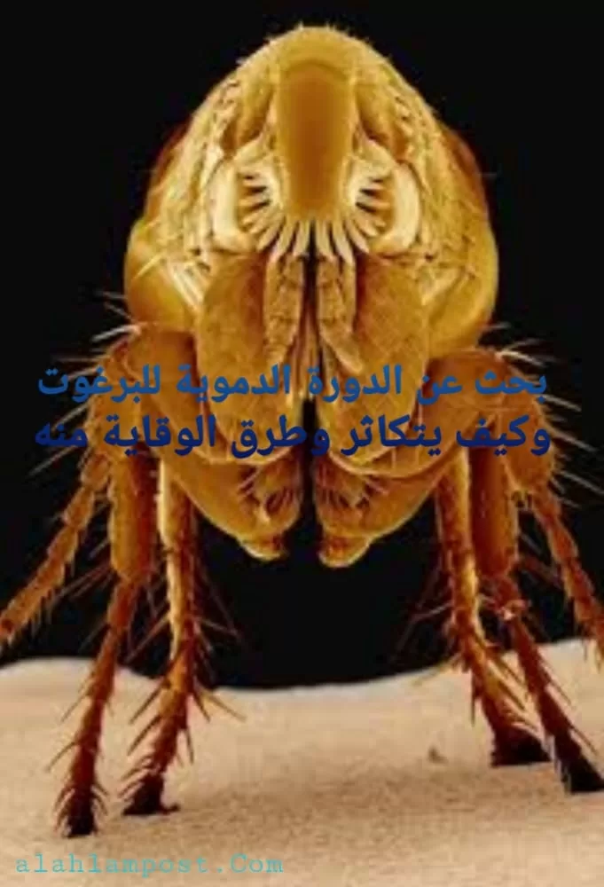 الدورة الدموية للبرغوت