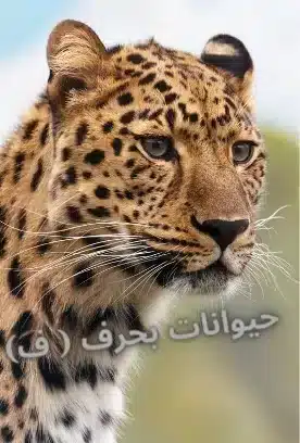 حيوان بحرف ف jpg